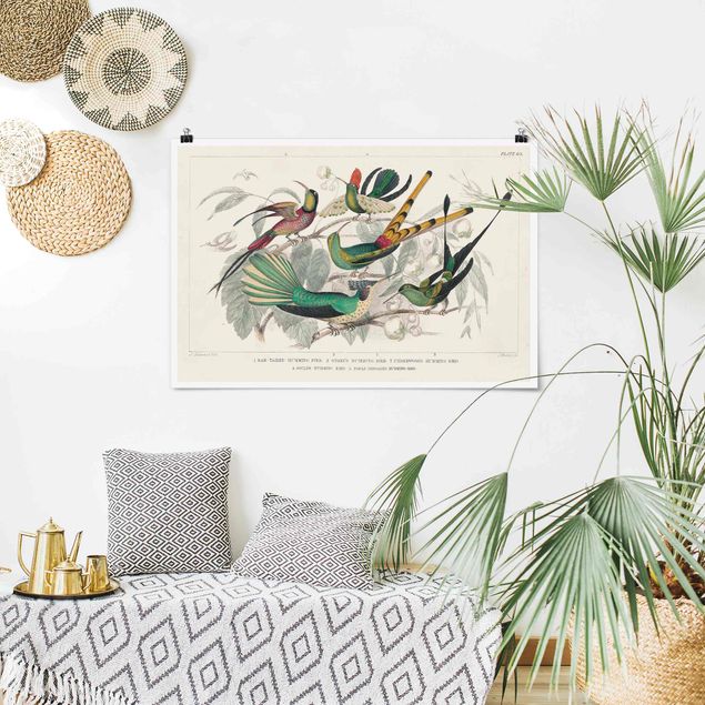 Animal canvas Hummingbird Diagram