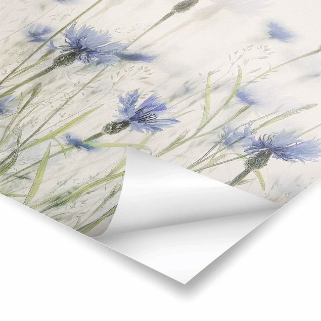Poster print Cornflowers And Grasses In A Field
