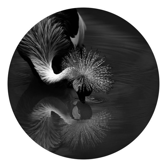 Wallpapers animals Crowned Crane Bow Black And White