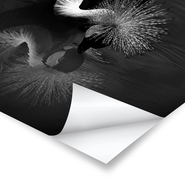 Posters Crowned Crane Bow Black And White