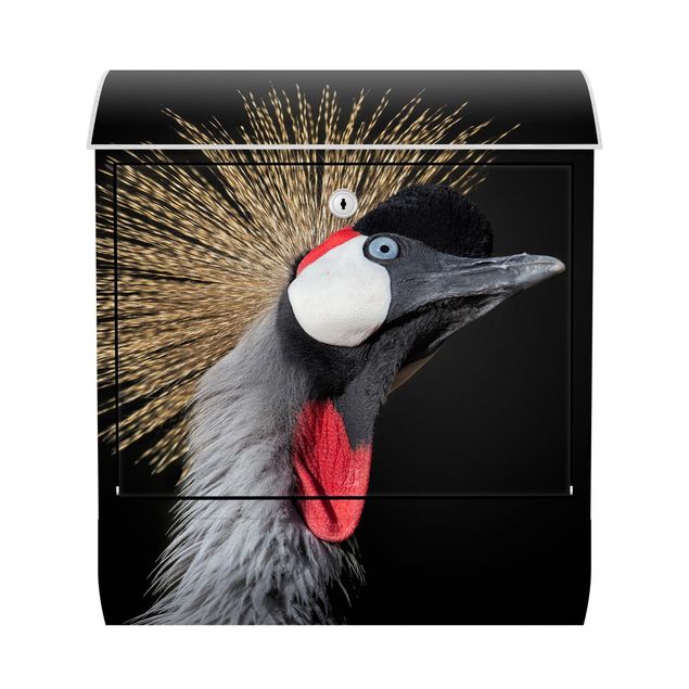Letterboxes black Crowned Crane In Front Of Black