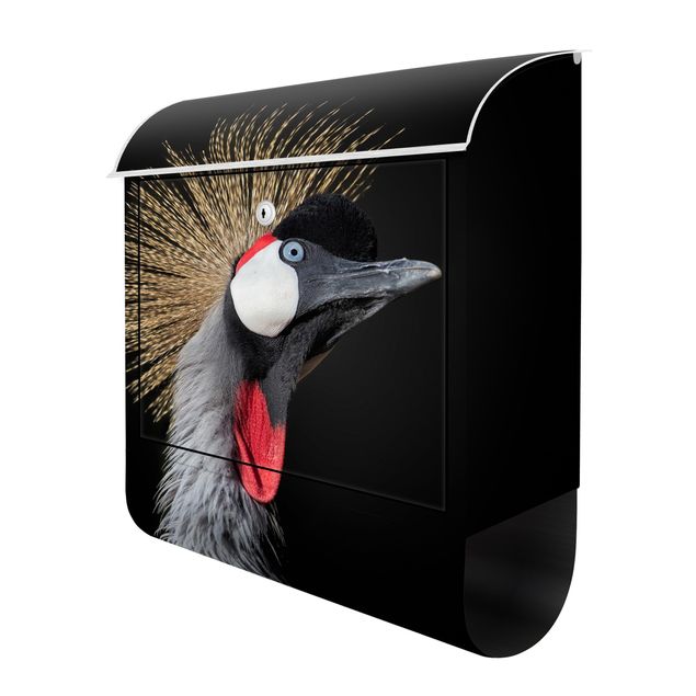 Letterboxes Crowned Crane In Front Of Black