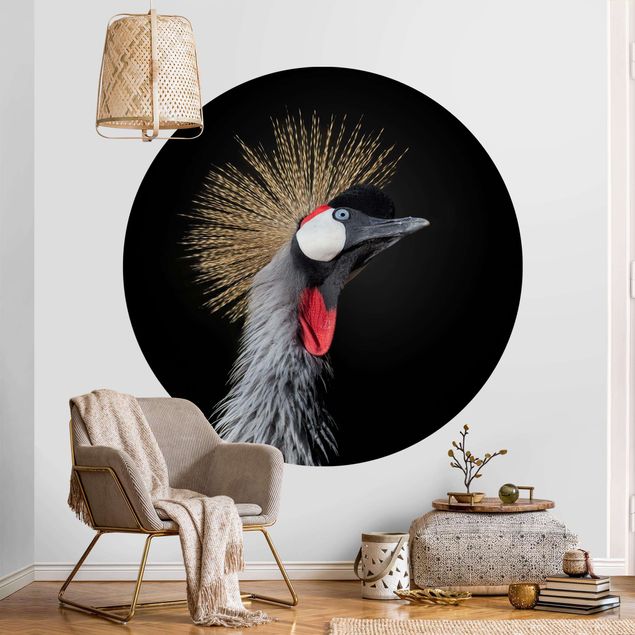Wallpapers birds Crowned Crane In Front Of Black
