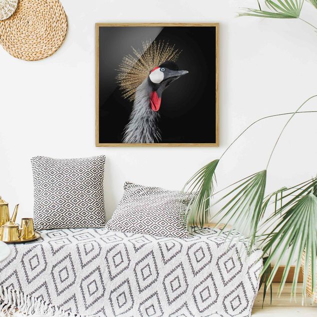 Canvas art Crowned Crane In Front Of Black
