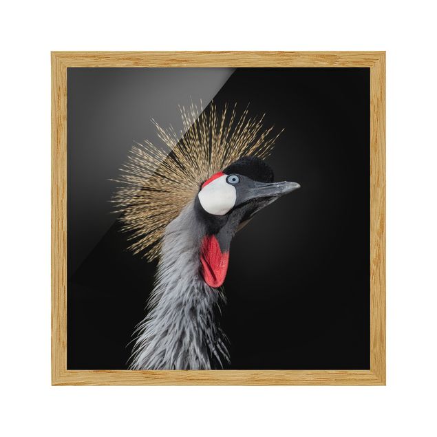 Contemporary art prints Crowned Crane In Front Of Black