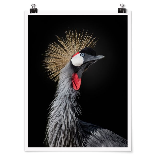 Posters animals Crowned Crane In Front Of Black