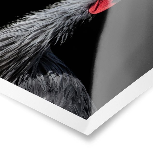 Prints Crowned Crane In Front Of Black
