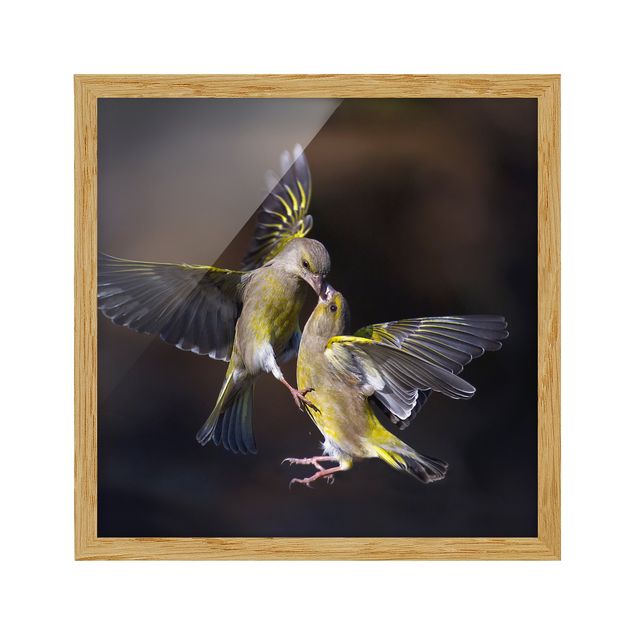 Contemporary art prints Kissing Hummingbirds