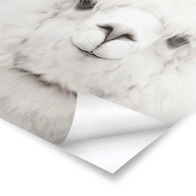 Prints Smiling Alpaca