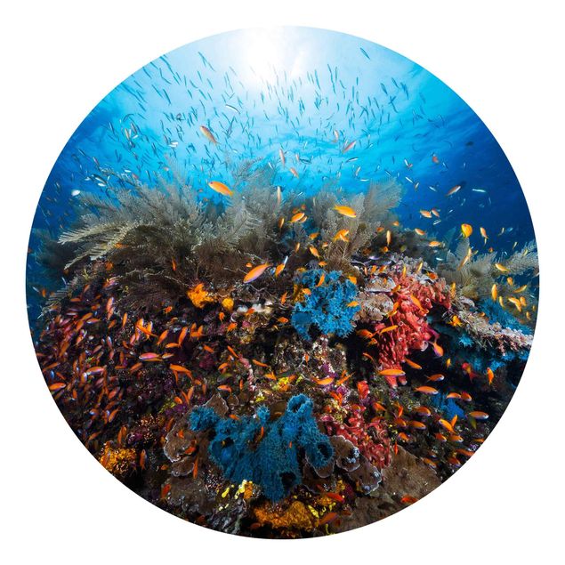 Wallpapers animals Lagoon Underwater