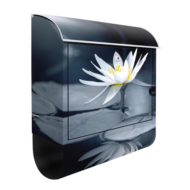 Letterboxes flower Lotus Reflection In The Water