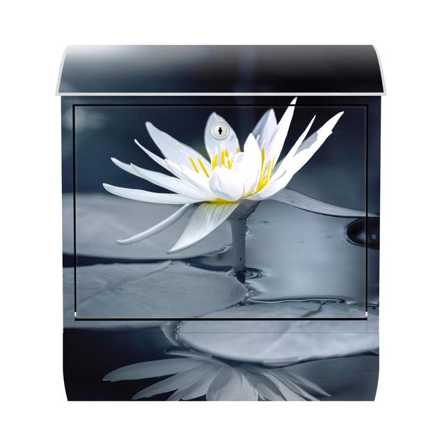 Blue letter box Lotus Reflection In The Water