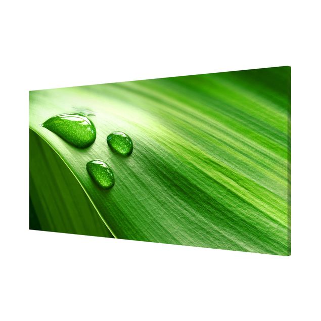 Prints floral Banana Leaf With Drops