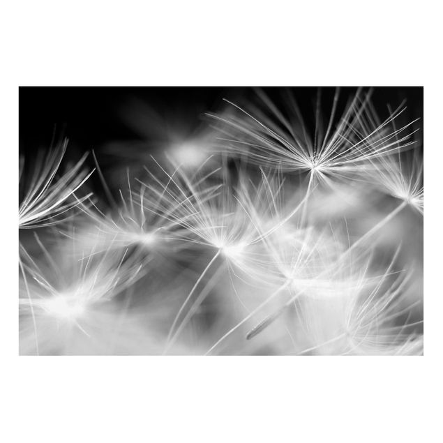Prints landscape Moving Dandelions Close Up On Black Background