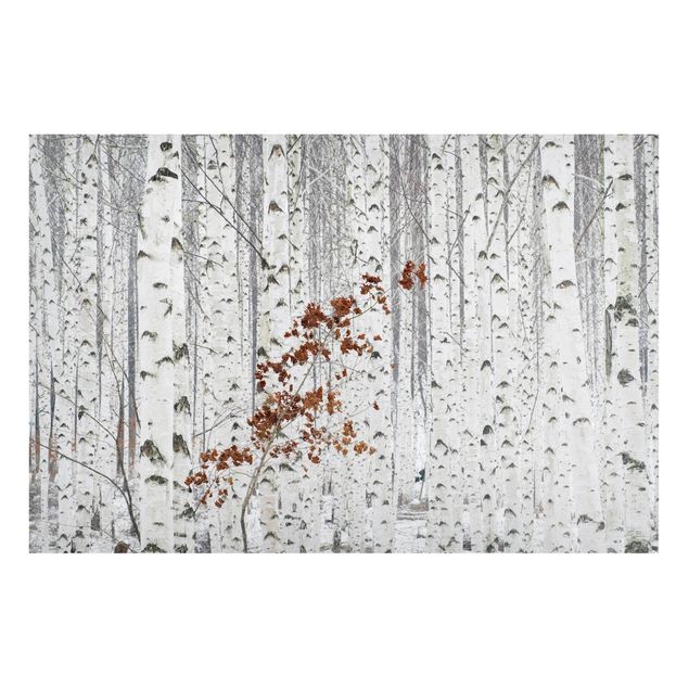 Landscape canvas prints Birch Trees In Autumn