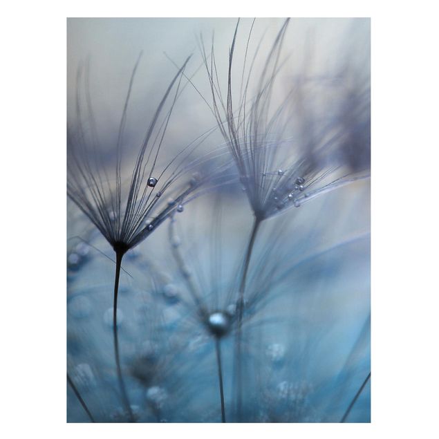 Magnet boards flower Blue Feathers In The Rain