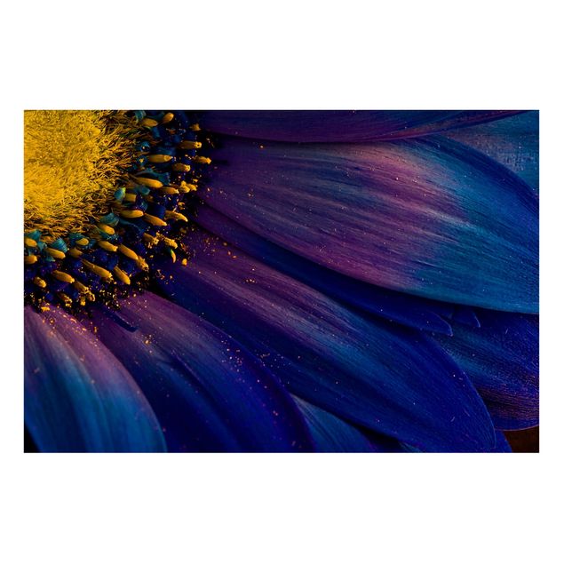 Magnet boards flower Blue Gerbera Flower
