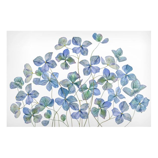 Magnet boards flower Blue Hydrangea Flowers