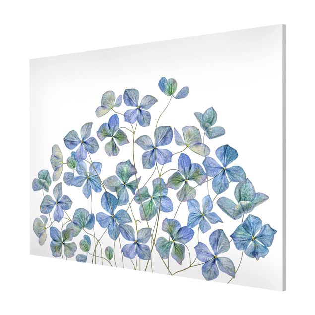 Flower print Blue Hydrangea Flowers