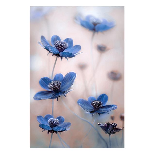 Magnet boards flower Blue Cosmos