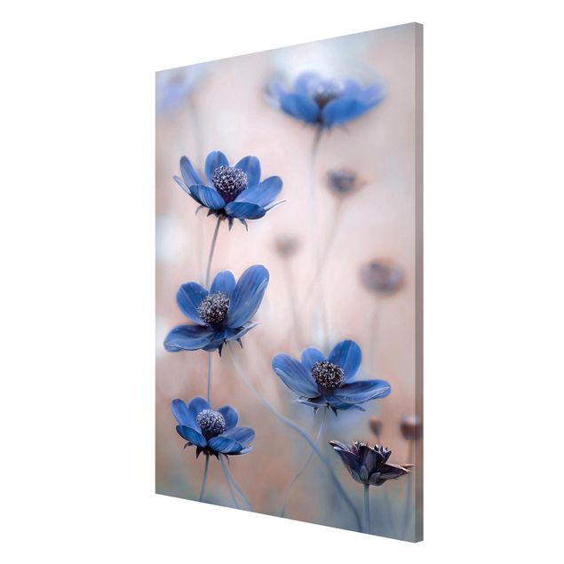 Floral canvas Blue Cosmos