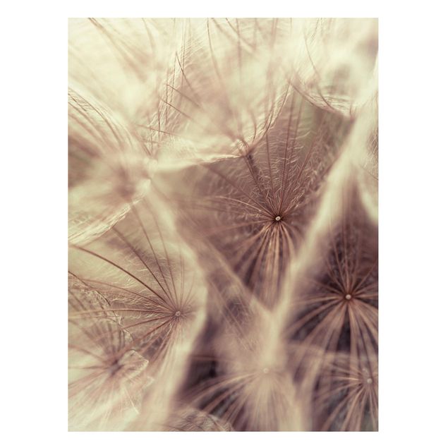 Magnet boards flower Detailed Dandelion Macro Shot With Vintage Blur Effect