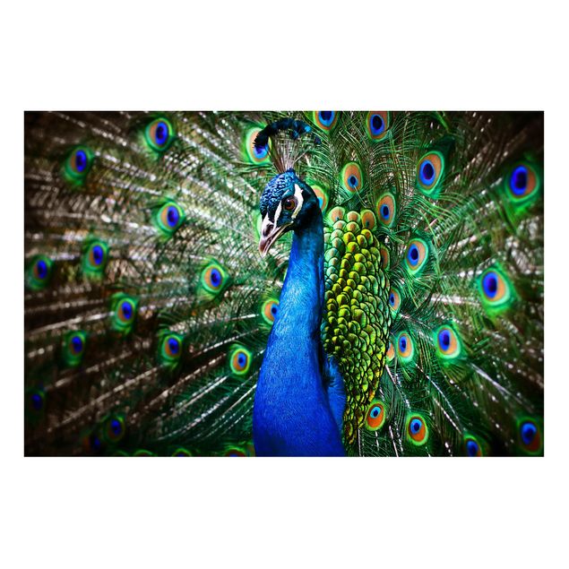 Magnet boards animals Noble Peacock