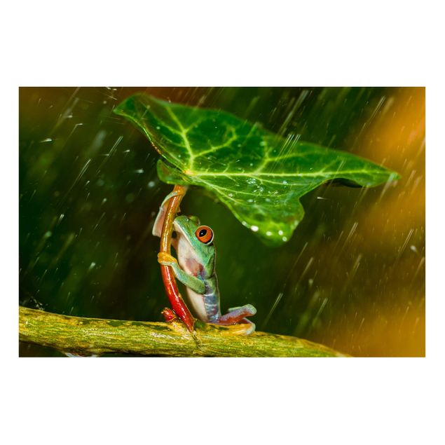 Magnet boards flower Frog In The Rain
