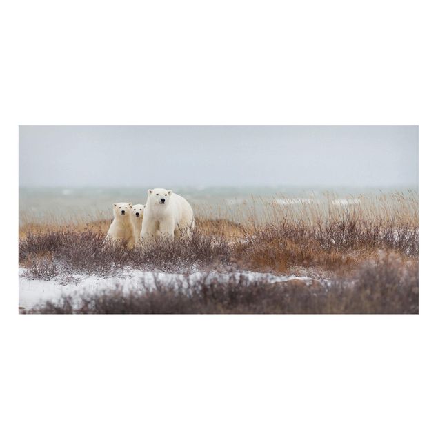 Bear print Polar Bear And Her Cubs