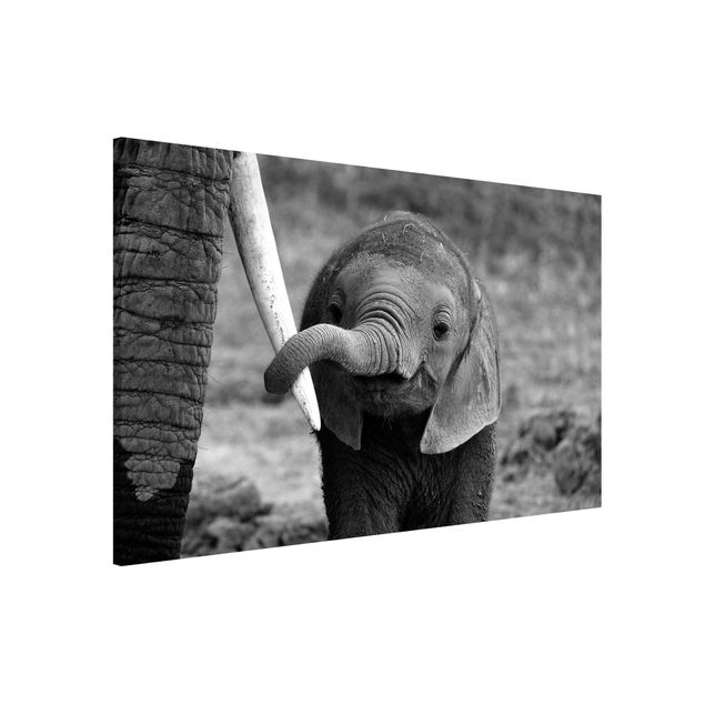 Kitchen Baby Elephant