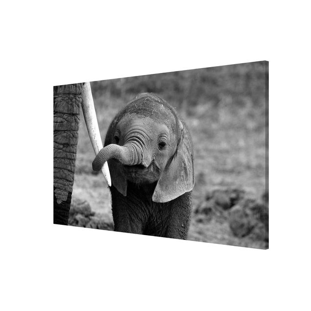 Magnet boards animals Baby Elephant