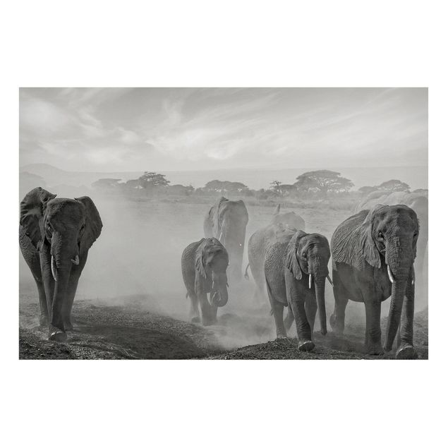 Prints elefant Herd Of Elephants