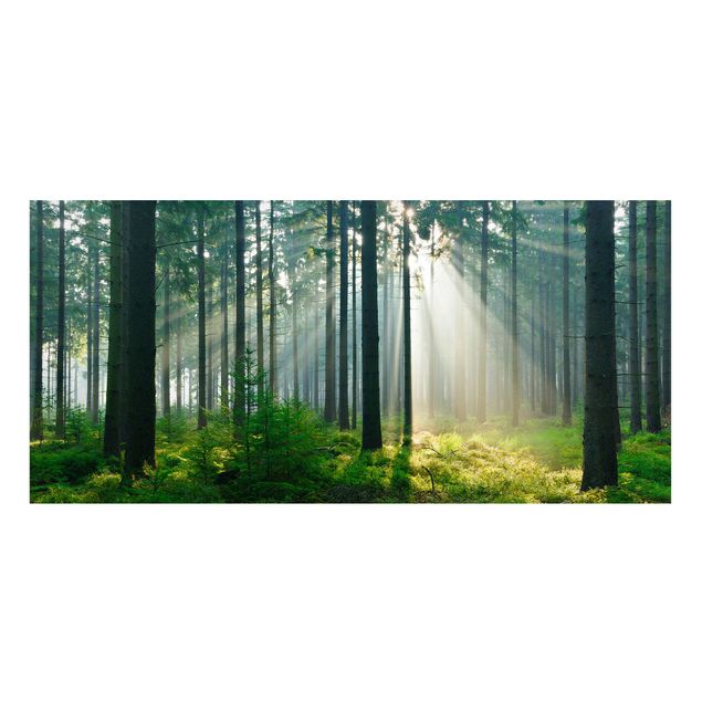 Prints landscape Enlightened Forest
