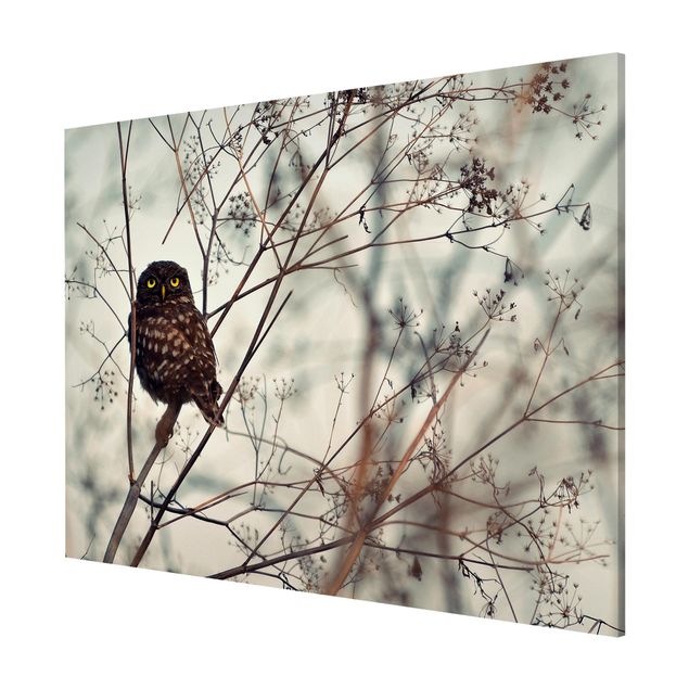 Prints animals Owl In The Winter