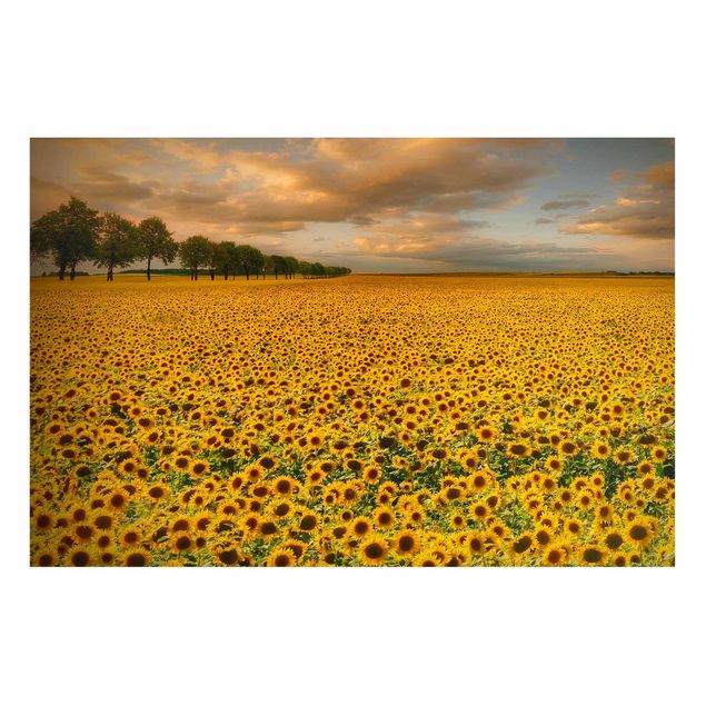 Prints landscape Field With Sunflowers