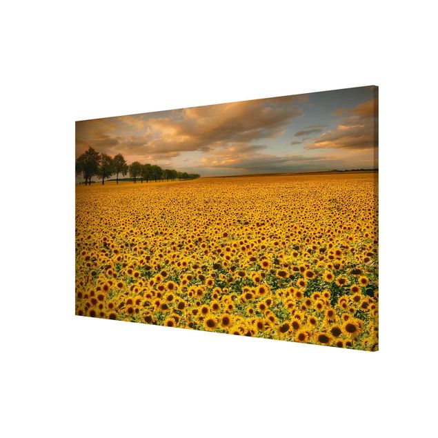 Sunflower print Field With Sunflowers