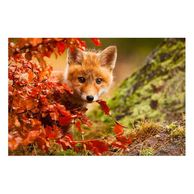 Prints landscape Fox In Autumn