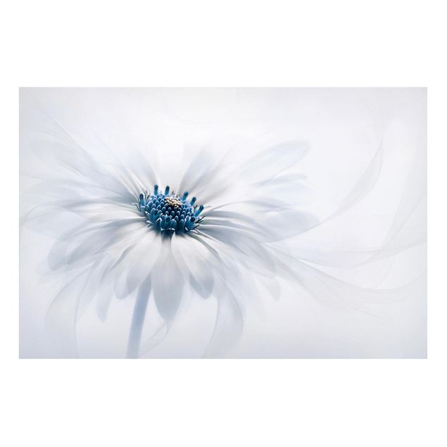 Magnet boards flower Daisy In Blue