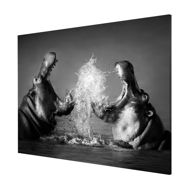 Animal wall art Hippo Fight