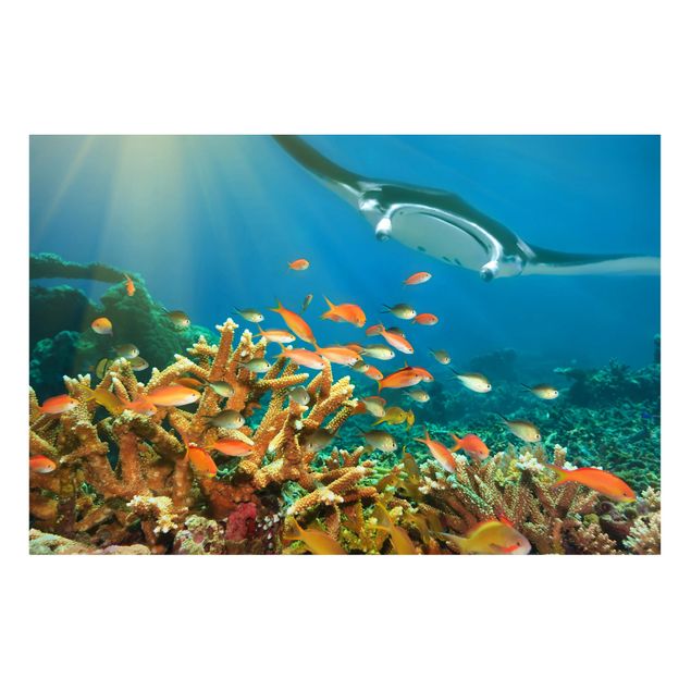 Magnet boards animals Coral reef