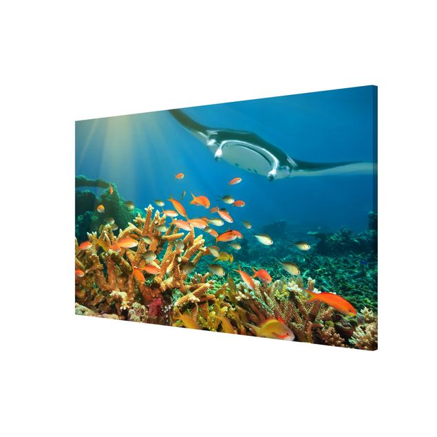 Animal wall art Coral reef