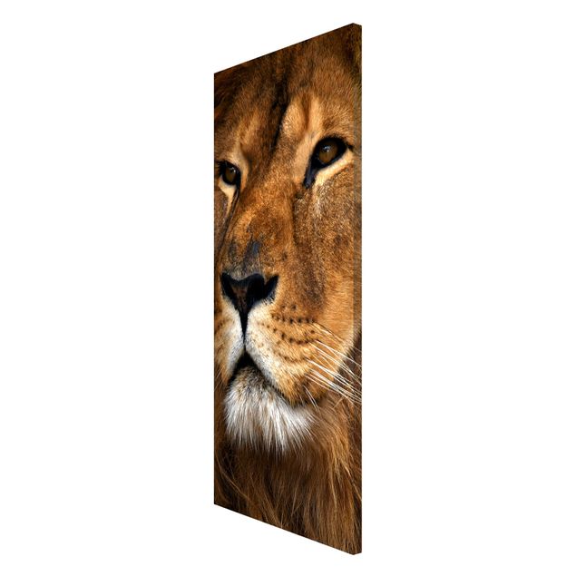 Magnet boards animals Lion's Gaze