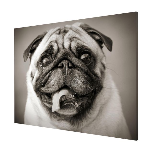 Magnet boards animals Funny Pug