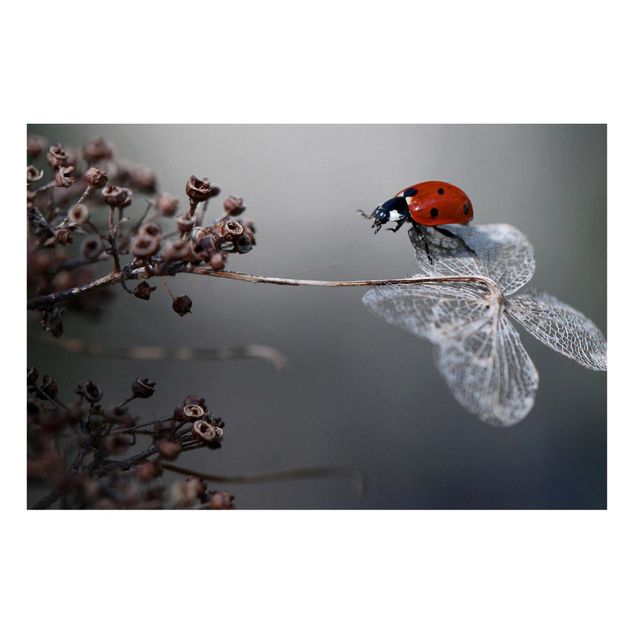 Magnet boards flower Ladybird On Hydrangea