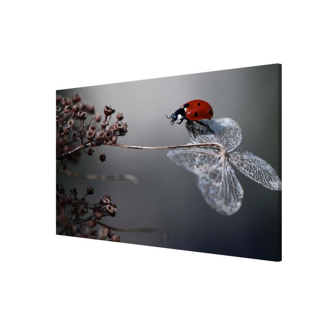 Floral canvas Ladybird On Hydrangea