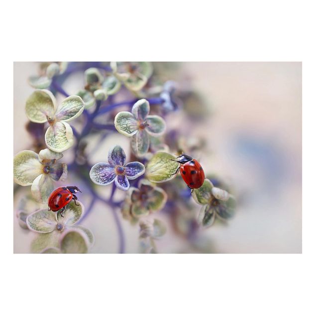 Magnet boards flower Ladybird In The Garden