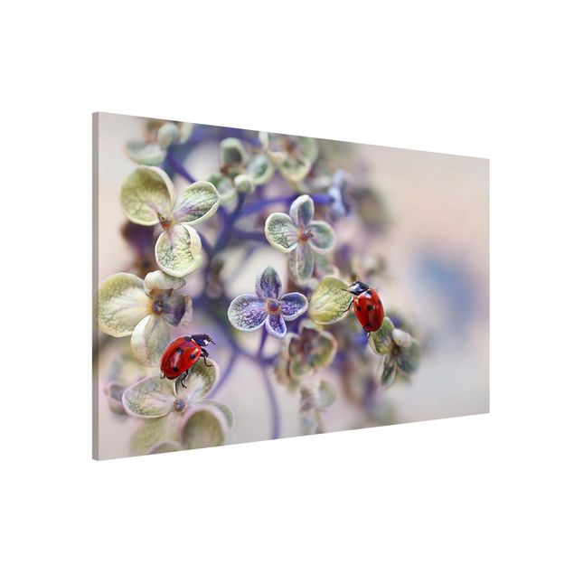 Magnet boards flower Ladybird In The Garden