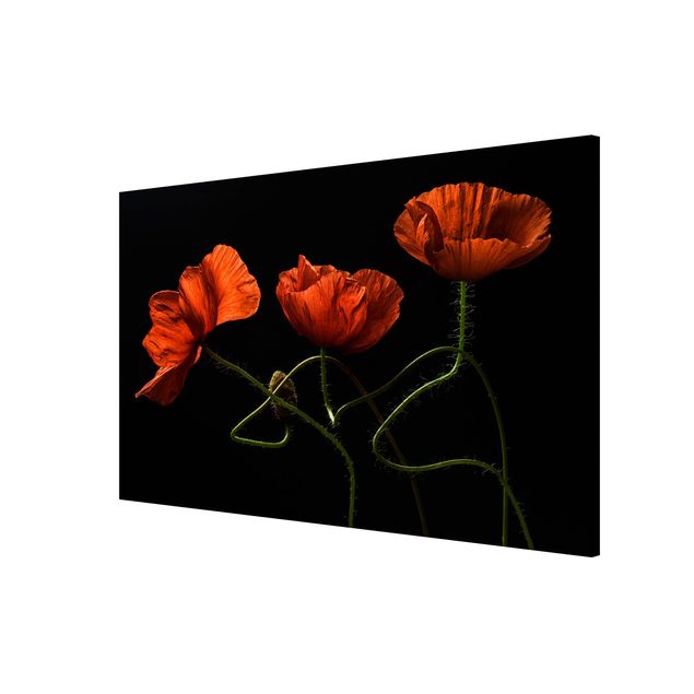 Magnet boards flower Poppies At Midnight