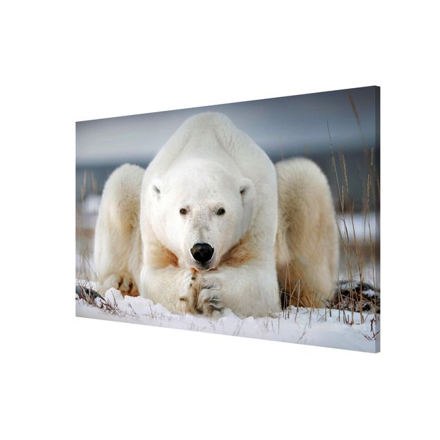 Magnet boards animals Contemplative Polar Bear