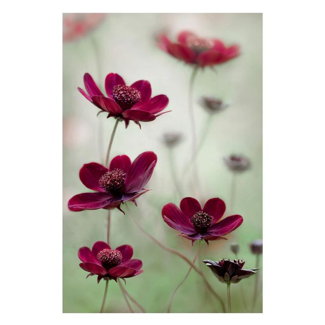 Magnet boards flower Pink Cosmos Flower